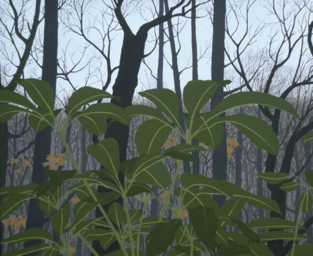 MR-279 House Plant/Winter Woods