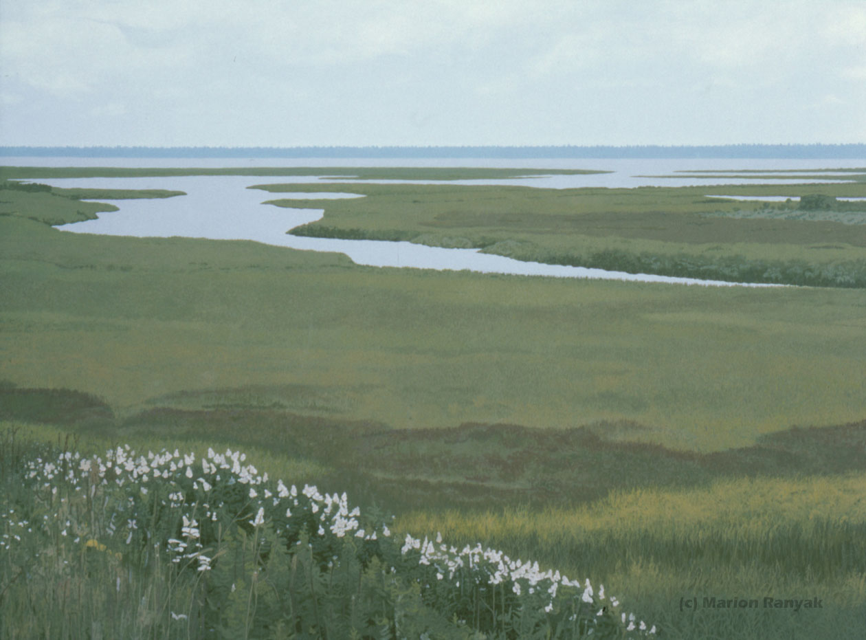 MR-318 Rye Marshlands Conservancy with Flowers