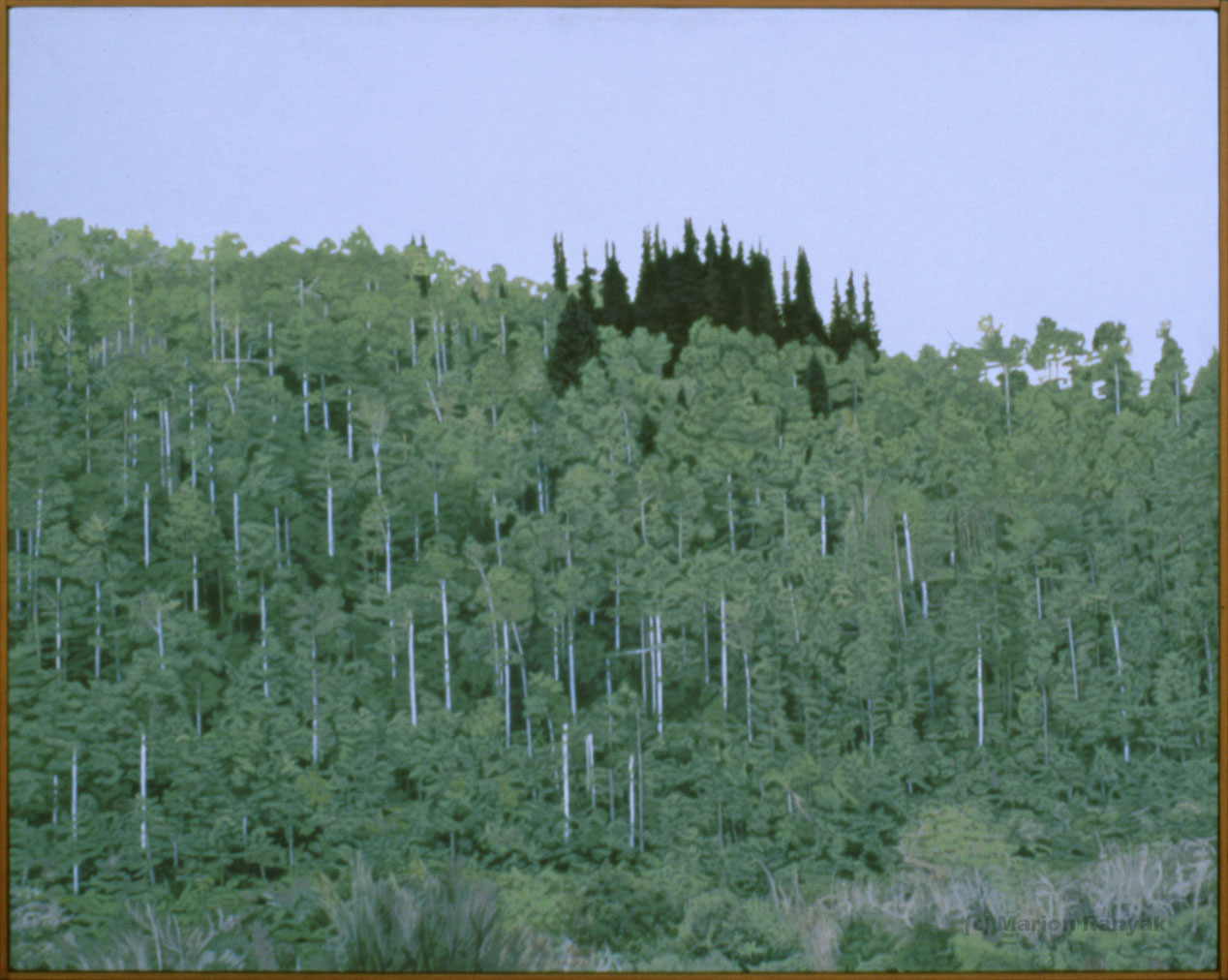 MR-342 Aspen in Utah